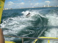 Dolphin jumping the waves behind the Sreamer(speedboat) off Clearwater Beach