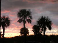 Palms trees at sunset