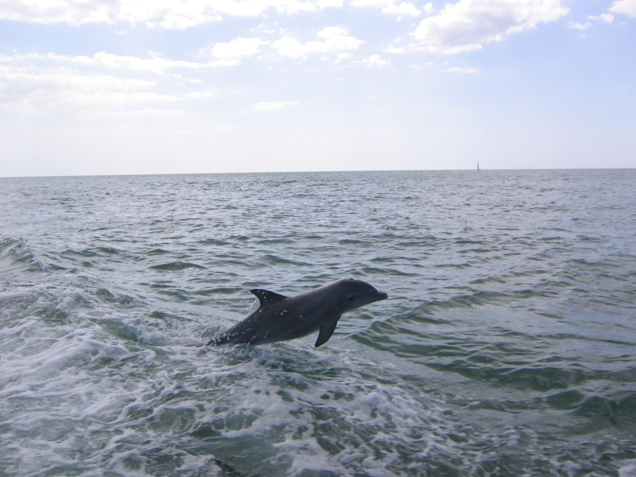 Dolphins playing just outside beach!