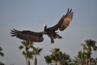 Pelican coming in for a landing at Frenchy’s Oasis