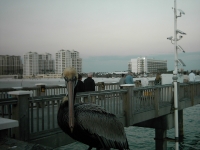 pelican on pier 60