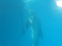 Winter the Dolphin