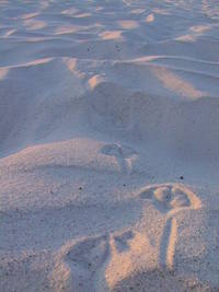 Sunset footprints along Clearwater Beach Florida.

Thanks,
Shane