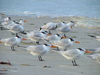 GULLS ON CLEARWATER BEACH