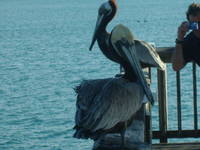 PELICANS ON PIER 60