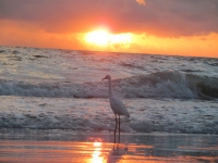 a bird just enjoying the beach