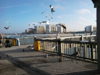 Feathered friends on Pier 60