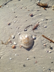 Clearwater Beach North of the Pier. Jelly Fish